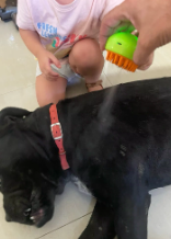 Cepillo Vapor Para Mascotas