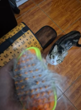 Cepillo Vapor Para Mascotas