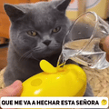 Cepillo Vapor Para Mascotas