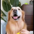 Cepillo Vapor Para Mascotas